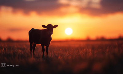 ondergaande zon